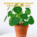 Stephania Cepharantha – Rare Caudex Plant – Live Indoor Houseplant – Unique Decorative Plant for Home or Office – Easy Care Exotic Succulent