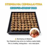 Stephania Cepharantha – Rare Caudex Plant – Live Indoor Houseplant – Unique Decorative Plant for Home or Office – Easy Care Exotic Succulent