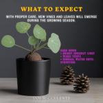 Stephania Cepharantha – Rare Caudex Plant – Live Indoor Houseplant – Unique Decorative Plant for Home or Office – Easy Care Exotic Succulent