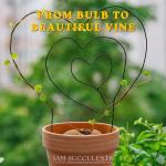 Stephania Cepharantha – Rare Caudex Plant – Live Indoor Houseplant – Unique Decorative Plant for Home or Office – Easy Care Exotic Succulent