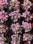 Pink Splash Hypoestes Live House Plant - 2" Pot