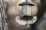 Youvip Metal Roof Bird Feeder - Chew Proof for Outdoor Hanging Wild Bird Seeds. Bronze