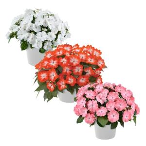 Live Flowering New Guinea Impatiens - Grower's Choice Assorted Colors (3 Plants Per Pack) - Beautiful Shade Flowers - 12" Tall by 5" Wide in 1 Qt Pot