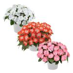 Live Flowering New Guinea Impatiens - Grower's Choice Assorted Colors (3 Plants Per Pack) - Beautiful Shade Flowers - 12" Tall by 5" Wide in 1 Qt Pot