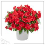 Live Flowering New Guinea Impatiens - Grower's Choice Assorted Colors (3 Plants Per Pack) - Beautiful Shade Flowers - 12" Tall by 5" Wide in 1 Qt Pot