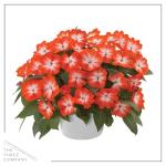 Live Flowering New Guinea Impatiens - Grower's Choice Assorted Colors (3 Plants Per Pack) - Beautiful Shade Flowers - 12" Tall by 5" Wide in 1 Qt Pot