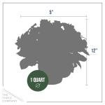 Live Flowering New Guinea Impatiens - Grower's Choice Assorted Colors (3 Plants Per Pack) - Beautiful Shade Flowers - 12" Tall by 5" Wide in 1 Qt Pot