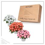 Live Flowering New Guinea Impatiens - Grower's Choice Assorted Colors (3 Plants Per Pack) - Beautiful Shade Flowers - 12" Tall by 5" Wide in 1 Qt Pot