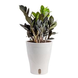 Costa Farms Raven ZZ Plant in White Planter