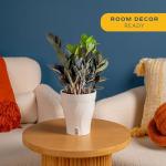 Costa Farms Raven ZZ Plant in White Planter