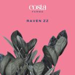 Costa Farms Raven ZZ Plant in White Planter