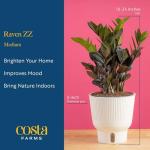 Costa Farms Raven ZZ Plant in White Planter