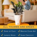 Costa Farms Raven ZZ Plant in White Planter