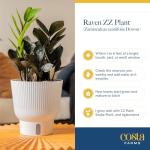 Costa Farms Raven ZZ Plant in White Planter