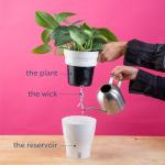 Costa Farms Raven ZZ Plant in White Planter