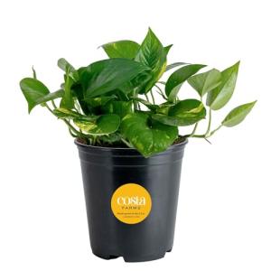 Costa Farms Golden Pothos Live Plant, Easy Care Indoor House Plant in Grower's Pot, Potting Soil, Great for Outdoor Hanging Planter or Basket, Housewarming Gift, Desk Decor, Room Decor, 10-Inches Tall