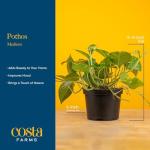 Costa Farms Golden Pothos Live Plant, Easy Care Indoor House Plant in Grower's Pot, Potting Soil, Great for Outdoor Hanging Planter or Basket, Housewarming Gift, Desk Decor, Room Decor, 10-Inches Tall