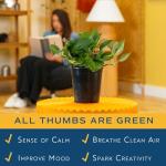 Costa Farms Golden Pothos Live Plant, Easy Care Indoor House Plant in Grower's Pot, Potting Soil, Great for Outdoor Hanging Planter or Basket, Housewarming Gift, Desk Decor, Room Decor, 10-Inches Tall