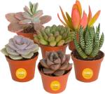 Costa Farms Succulents (6 Pack), Live Mini Succulent Plants, Grower's Choice Live Houseplants, Potted in Nursery Plant Pots, Potting Soil, Gift for Bulk Baby Shower, Bridal Shower, DIY Room Decor