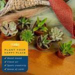 Costa Farms Succulents (6 Pack), Live Mini Succulent Plants, Grower's Choice Live Houseplants, Potted in Nursery Plant Pots, Potting Soil, Gift for Bulk Baby Shower, Bridal Shower, DIY Room Decor