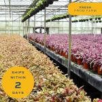 Costa Farms Succulents (6 Pack), Live Mini Succulent Plants, Grower's Choice Live Houseplants, Potted in Nursery Plant Pots, Potting Soil, Gift for Bulk Baby Shower, Bridal Shower, DIY Room Decor