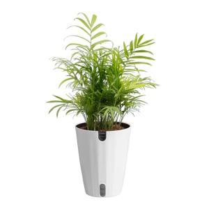 Neanthebella Palm Indoor Plant - 12 Inches Tall