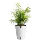 Neanthebella Palm Indoor Plant - 12 Inches Tall