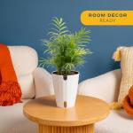 Neanthebella Palm Indoor Plant - 12 Inches Tall