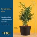 Neanthebella Palm Indoor Plant - 12 Inches Tall