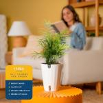 Neanthebella Palm Indoor Plant - 12 Inches Tall