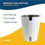 Neanthebella Palm Indoor Plant - 12 Inches Tall