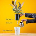 Neanthebella Palm Indoor Plant - 12 Inches Tall