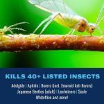 BioAdvanced Shrub Protect & Feed Insect Killer 32oz