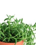 Shop Succulents String of Bananas Hanging Succulent, Senecio Radicans, Fully Rooted Live 4" Succulent Plant, Low Maintenance Indoor Plant, Trailing Succulents, Gift & Garden