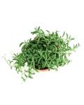 Shop Succulents String of Bananas Hanging Succulent, Senecio Radicans, Fully Rooted Live 4" Succulent Plant, Low Maintenance Indoor Plant, Trailing Succulents, Gift & Garden