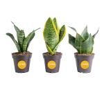 Costa Farms Snake Plant - Live Indoor/Outdoor 4-Pack