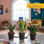 Costa Farms Snake Plant - Live Indoor/Outdoor 4-Pack