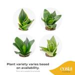 Costa Farms Snake Plant - Live Indoor/Outdoor 4-Pack