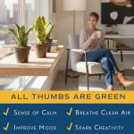 Costa Farms Snake Plant - Live Indoor/Outdoor 4-Pack