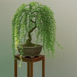 Thick Trunk Weeping Willow Bonsai Cutting
