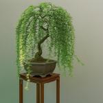 Thick Trunk Weeping Willow Bonsai Cutting