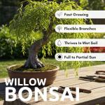 Thick Trunk Weeping Willow Bonsai Cutting