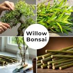 Thick Trunk Weeping Willow Bonsai Cutting