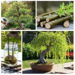 Thick Trunk Weeping Willow Bonsai Cutting