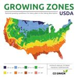 Thick Trunk Weeping Willow Bonsai Cutting