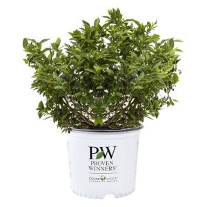 Proven Winners 2 Gal. Splendid! Blueberry Shrub