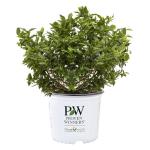 Proven Winners 2 Gal. Splendid! Blueberry Shrub