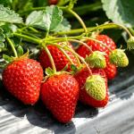 CarpetC 500+ Strawberry & Raspberry Seeds Mix for Planting - Red White Yellow Strawberry and Red Berry, Heirloom Non-GMO Fruit Seeds for Backyard, Patio Pots & Home Garden