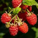 CarpetC 500+ Strawberry & Raspberry Seeds Mix for Planting - Red White Yellow Strawberry and Red Berry, Heirloom Non-GMO Fruit Seeds for Backyard, Patio Pots & Home Garden