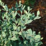 Proven Winners 2 Gal. Splendid! Blueberry Shrub